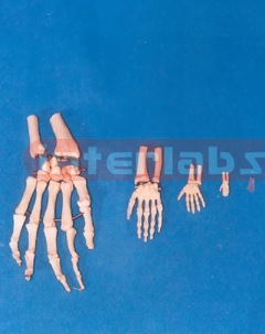 ADULT HAND BONE WITH PORTION OF RAPLUS AND ULNA